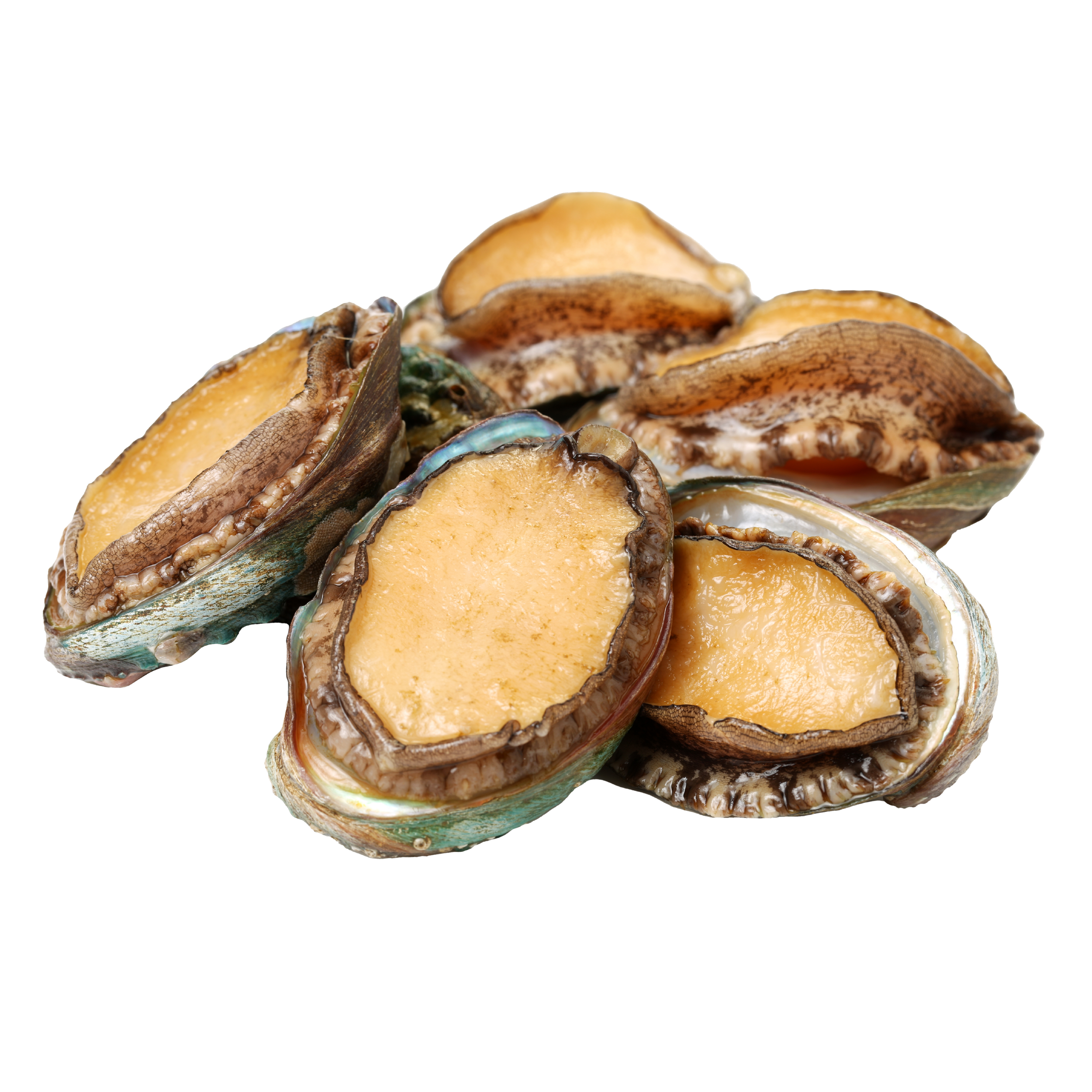 Abalone (Pauhi)