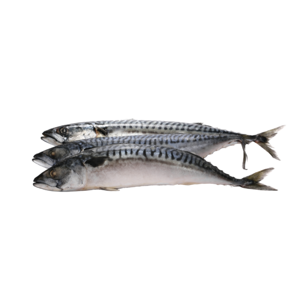 Mackerel Fish