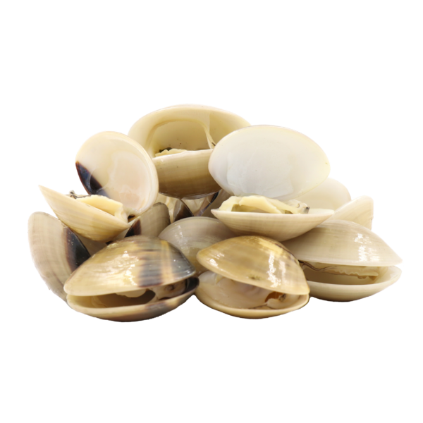 Baby Clam